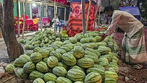 Watermelon trade in full swing in Natore
