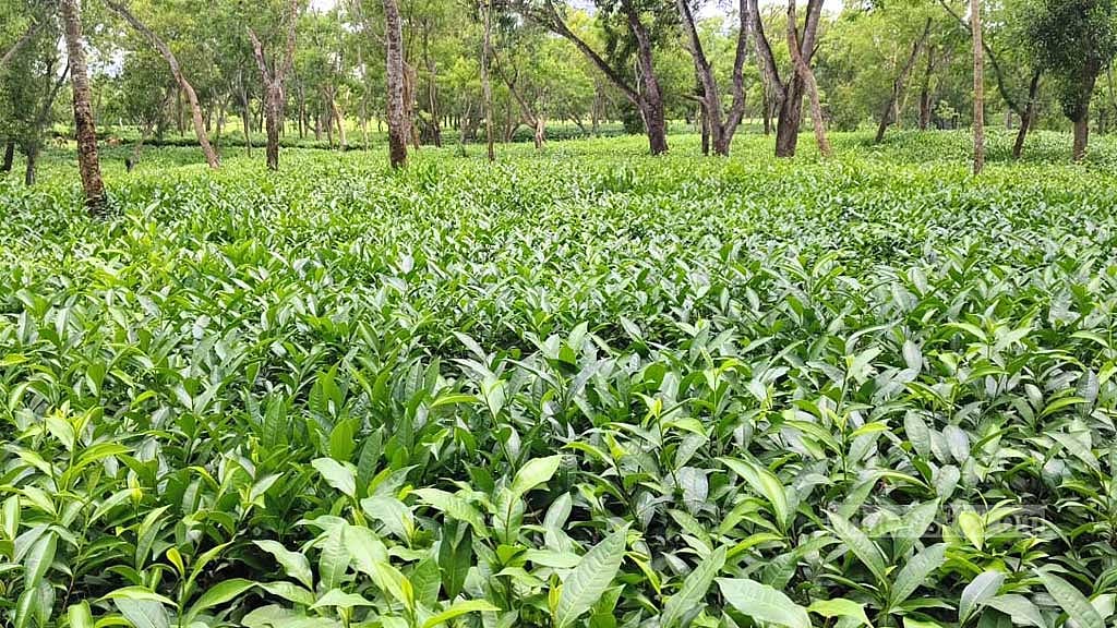 ভরা মৌসুমেও ফুলতলা চা বাগানের নতুন চা পাতা উত্তোলনের কোনো উদ্যোগ নেওয়া হয়নি। 