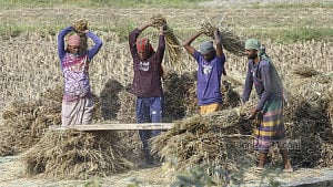 Golden fields of rice being harvested