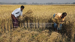 Govt to buy Aman rice at Tk 50 per kg