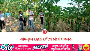 শার্শায় নতুন জাতের পেঁপে চাষে তাক লাগালেন কৃষি উদ্যোক্তা