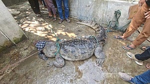 Crocodile caught in Padma River heads for Safari Park