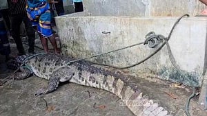 Crocodile caught in locals’ trap in Manikganj
