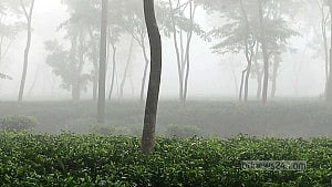 Sreemangal logs season’s lowest temperature at 12.5°C