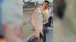 পদ্মার এক কাতল বিক্রি হল ৫৫ হাজার টাকায়