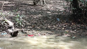 Ratargul Forest choked by plastic, illegal nets