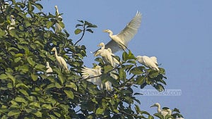 A rare flock of white egrets