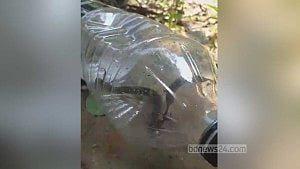 চাঁদপুরে বসত বাড়িতে ১২ গোখরা