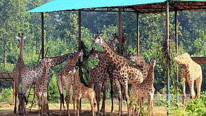 আর কোনো জিরাফ নেই গাজীপুর সাফারি পার্কে