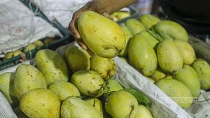 Mangoes in full bloom, even off-season