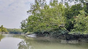 Fisherman killed in Sundarbans crocodile attack