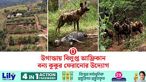 বিলুপ্তপ্রায় আফ্রিকান বন্য কুকুর ফিরছে উগান্ডায়
