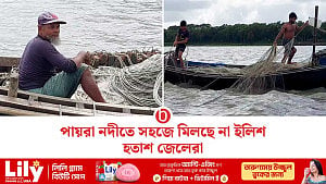 পায়রা নদীতে ইলিশের টান