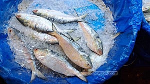 Veggies bite, hilsa eases the sting