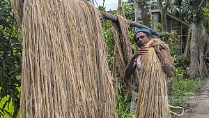 সোনালি আঁশ উঠছে ঘরে