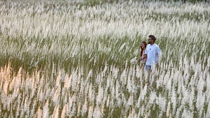 সারিঘাটে চোখজুড়ানো কাশফুল
