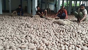 আলুর সরকারি দাম ২২ টাকা, কৃষক পাচ্ছেন ১৩ টাকা