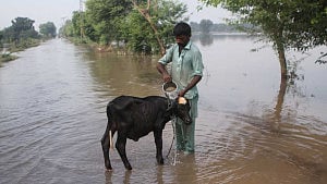 পাকিস্তানের পাঞ্জাবে বন্যায় ৪১০০ গ্রামের ৪১ লাখ মানুষ ক্ষতিগ্রস্ত
