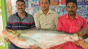 পদ্মায় ধরা পড়ল ১১ কে‌জির ‘ঢাই’ মাছ, বি‌ক্রি ৪৬ হাজারে