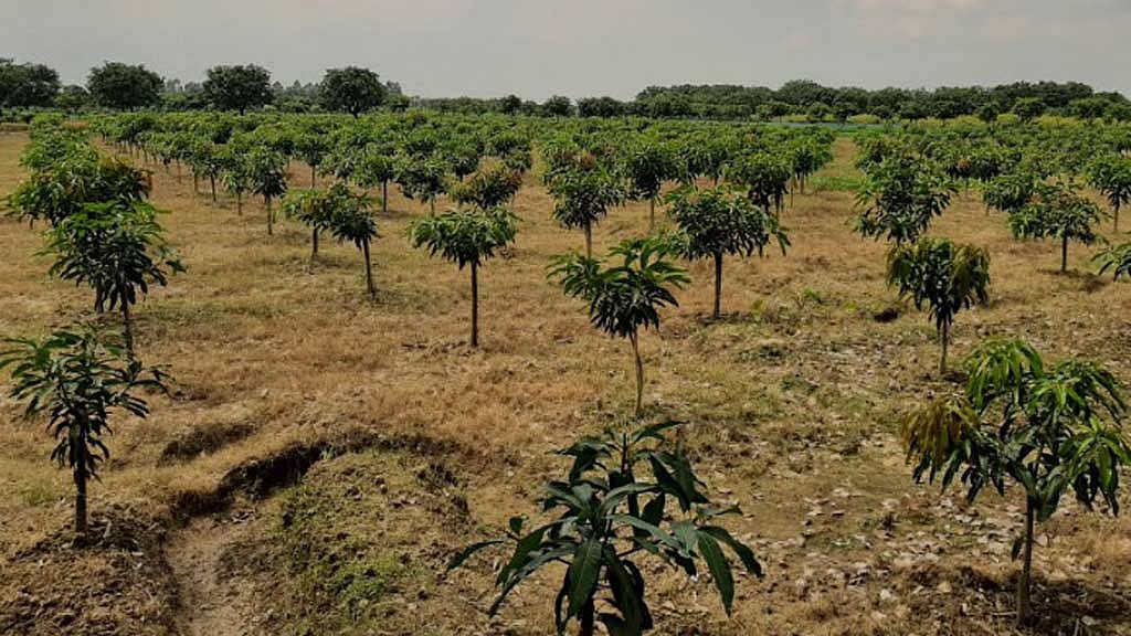  বরেন্দ্র অঞ্চলে ফসলের জমিতে আমের বাগান।
