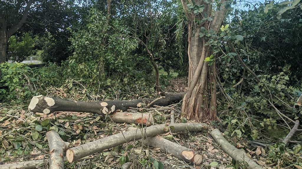 মালপাহাড়িয়াদের সমাধিস্থল দখল করে সব প্রবীণ গাছ কেটে ফেলা হচ্ছে।