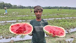 বরগুনায় টানা বৃষ্টিতে তরমুজ ক্ষেতে পানি, দিশেহারা চাষি