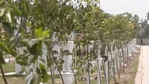 চট্টগ্রামের ডিসি পার্কে গাছ লাগানো শুরু, লক্ষ্য এক মাসে ১০ হাজার
