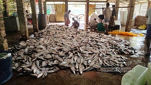 সাগরে এক টানেই উঠল শত মণ ইলিশ, ৩৩ লাখে বিক্রি