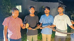 King cobra rescued from CU campus