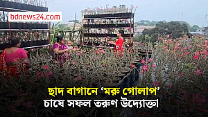 ফরিদপুরের ছাদ বাগানে ‘মরু গোলাপ’ চাষে ব্যাপক সাড়া