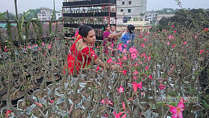 ছাদ বাগানে ‘মরুর গোলাপ’ চাষে সফল ফরিদপুরের তরুণ