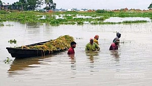 Habiganj flash floods submerge 5,000 hectares of Boro paddy