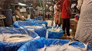 Hilsa frenzy: lookalikes being sold in markets