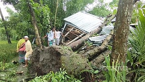 Storm topples trees, killing 3 of a family in Jamalpur