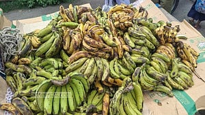 ঝালকাঠিতে ‘স্কুল ফিডিংয়ে’ পচা কলা দেওয়ার অভিযোগ