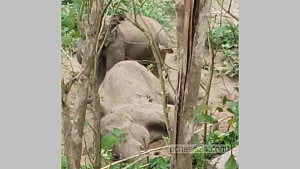 Legs, trunk severed from dead elephant
