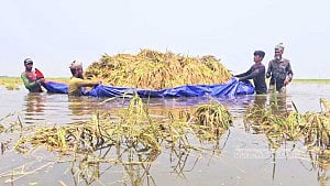 Kishoreganj floods: Farmers despair as crops submerge