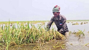 হাওরে বন্যার উন্নতির আভাস, এখনো ৭ নদীর পানি বিপৎসীমার উপরে