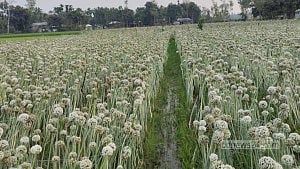 কুড়িগ্রামে প্রথমবার পেঁয়াজ বীজ উৎপাদন