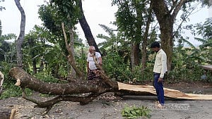 মেহেরপুরে ঝড়ের তাণ্ডবে লণ্ডভণ্ড ফসলের মাঠ, দিশেহারা আম ও ভুট্টা চাষিরা