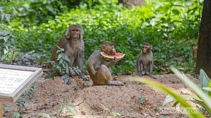 Old Dhaka monkeys battle heatwave