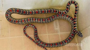 ‘Kalnagini’ snake recovered from Sreemangal hospital quarter