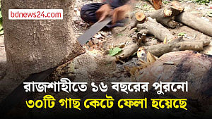 রাজশাহীতে সড়ক সম্প্রসারণে কাটা পড়ল ৩০টি কাঠবাদাম গাছ