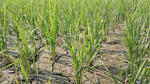 Diesel shortage halts irrigation in Rangpur