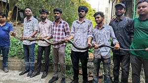 Another king cobra found at CU
