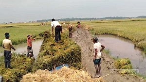 চার জেলার হাওরে বন্যার আভাস, ধান কাটায় তোড়জোড়