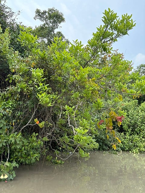 জোয়ার-ভাটা যেন প্রকৃতির এক বিস্ময়। কিছুক্ষণ আগে পানি ছিল কত নিচে আর এখন কত উপরে তা দেখলেই অবাক লাগে। ছবি: লেখক
