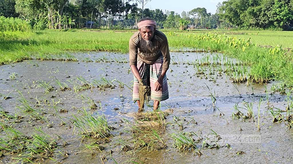 সাদুল্লাপুর উপজেলার বনগ্রাম ইউনিয়নের হবিবুল্লাপুর গ্রামের একজন কৃষক পচে যাওয়া আমন চারা দেখছেন। 
