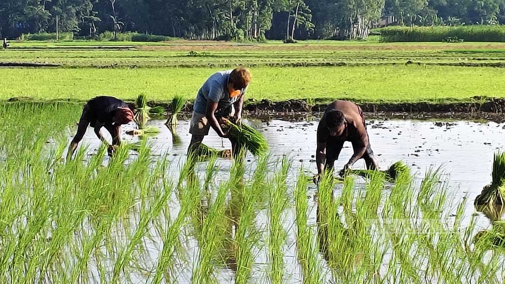 সাদুল্লাপুর উপজেলার বনগ্রাম ইউনিয়নের বদলাগাড়ী গ্রামের কৃষক জমিতে চারা বপন করছেন। 