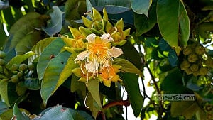 নদীর পাড়ে বৃক্ষ মনোহর